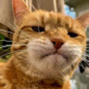 Meet your Posher, Han_